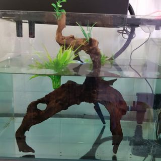 (Category: ) located in . Submitted by seniorteo (Listing ID 1186211243, Image 1). Description: .