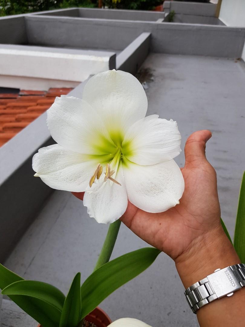 Hippeastrum Bulbs for Sale, Furniture & Home Living, Gardening, Plants