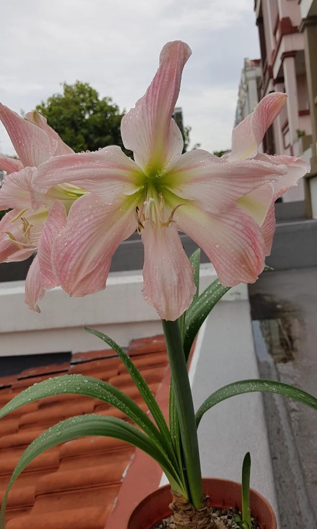 Hippeastrum Bulbs for Sale, Furniture & Home Living, Gardening, Plants