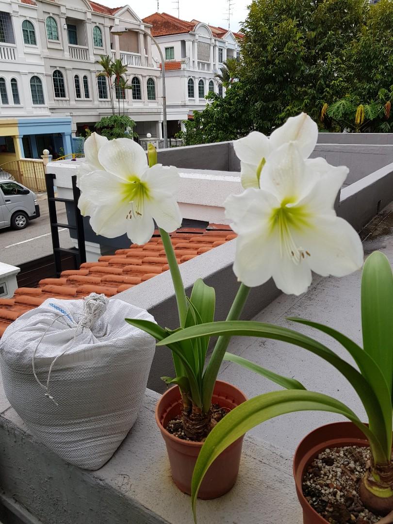 Hippeastrum Bulbs for Sale, Furniture & Home Living, Gardening, Plants