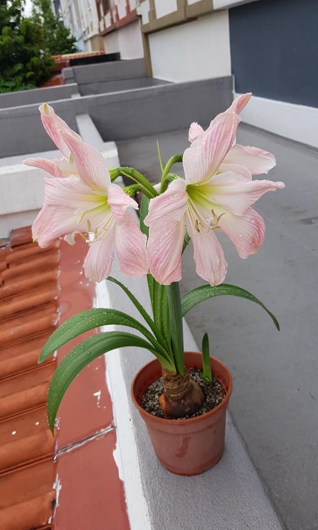 Hippeastrum Bulbs for Sale, Furniture & Home Living, Gardening, Plants