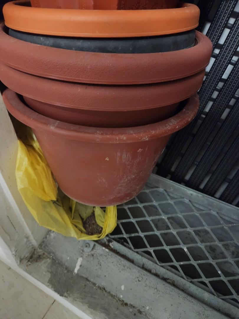 Plant pots, Furniture & Home Living, Gardening, Pots & Planters on