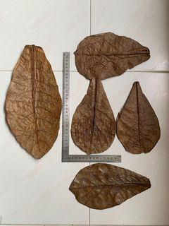 25g (~10pcs) Ketapang / Cattapa / Indian Almond Leaves for Betta, Blackwater Fish, Isopod and Millipede hides.