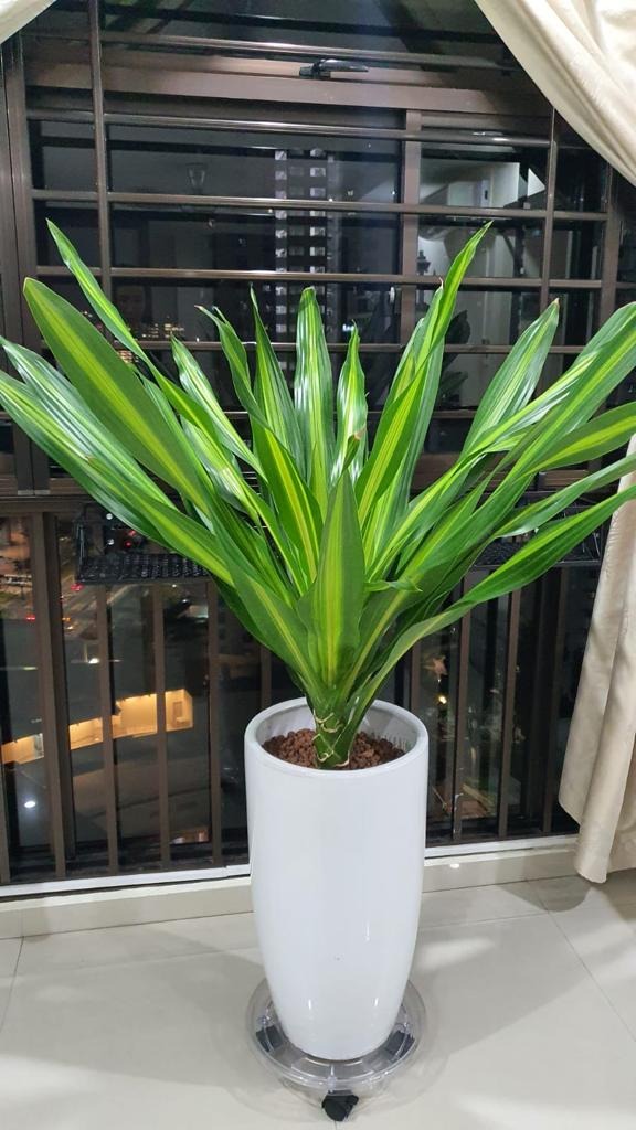 60cm x 30cm (tall x diameter) white pot + (real) 60cm Plant, Furniture