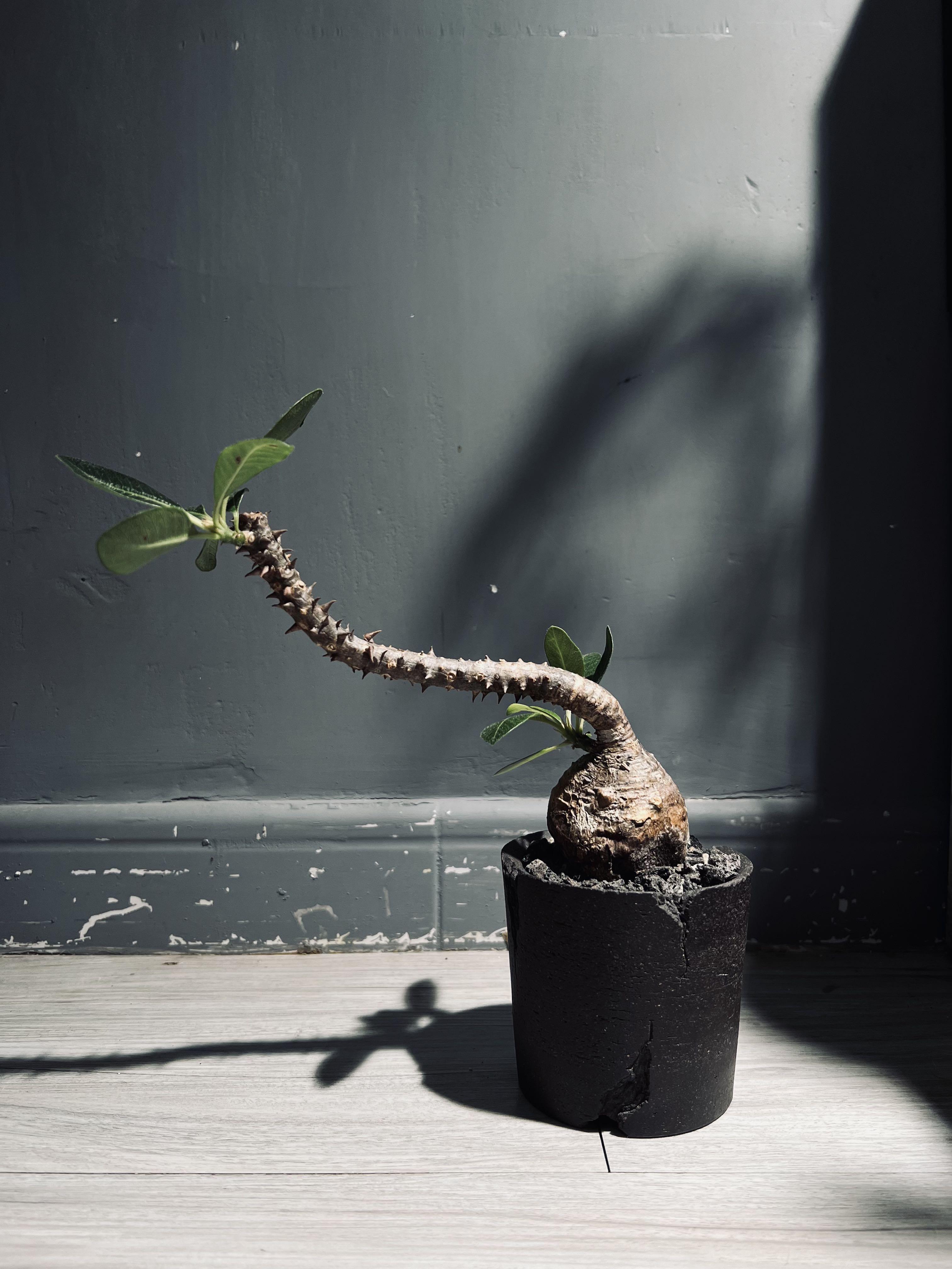 溫莎瓶幹 塊根植物象牙宮漆樹大戟龍舌蘭植木鉢花盆 傢俬 家居 園藝 植物及種子 Carousell