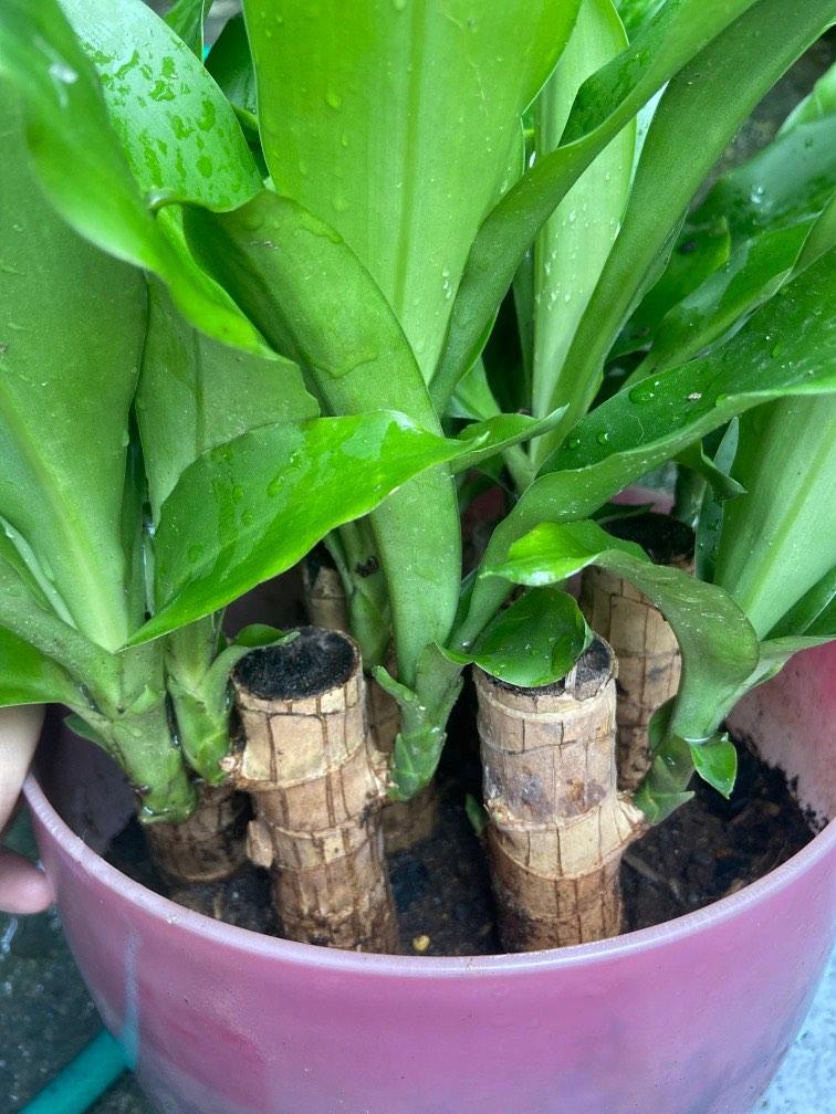 Fortune Plant 7 Stems, Furniture & Home Living, Gardening, Plants