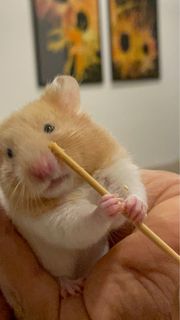 (Category: ) located in . Submitted by soroosh7 (Listing ID 1186322670, Image 1). Description: .
