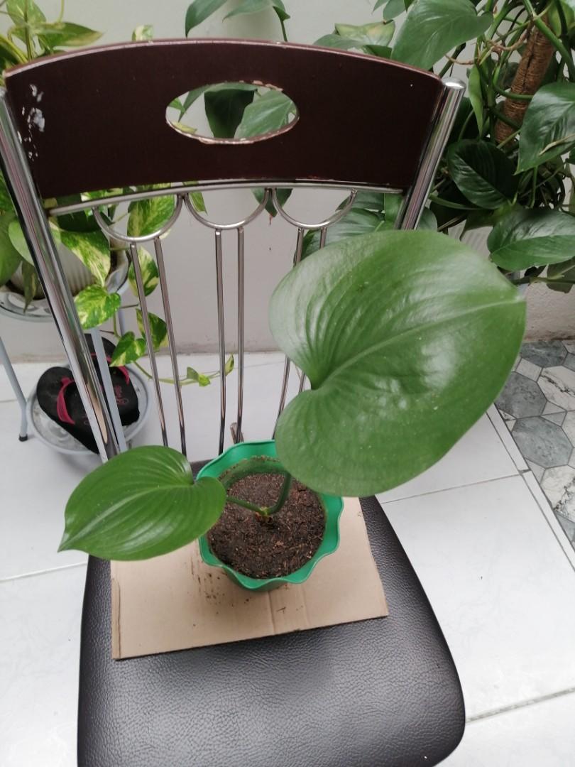 Homalomena plant, Furniture & Home Living, Gardening, Plants & Seeds on