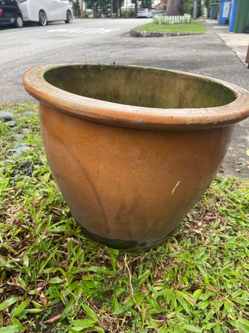 Lotus Planter Pot Complete with Lotus Seeds, Furniture & Home Living