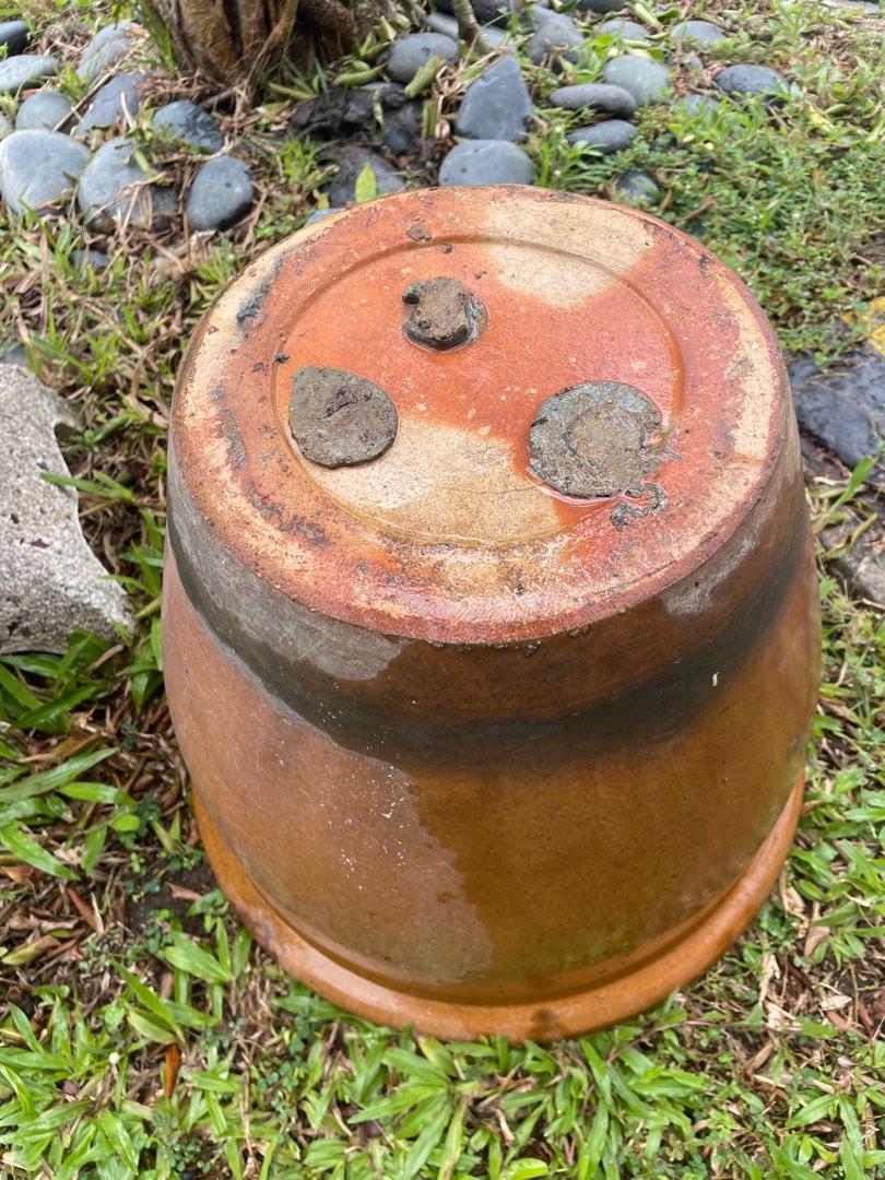 Lotus Planter Pot Complete with Lotus Seeds, Furniture & Home Living