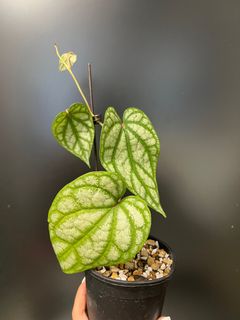（分類：）位於 。 由 TheCityGreenery 提交（商品編號 1186425732，圖片 1）。簡介： 。