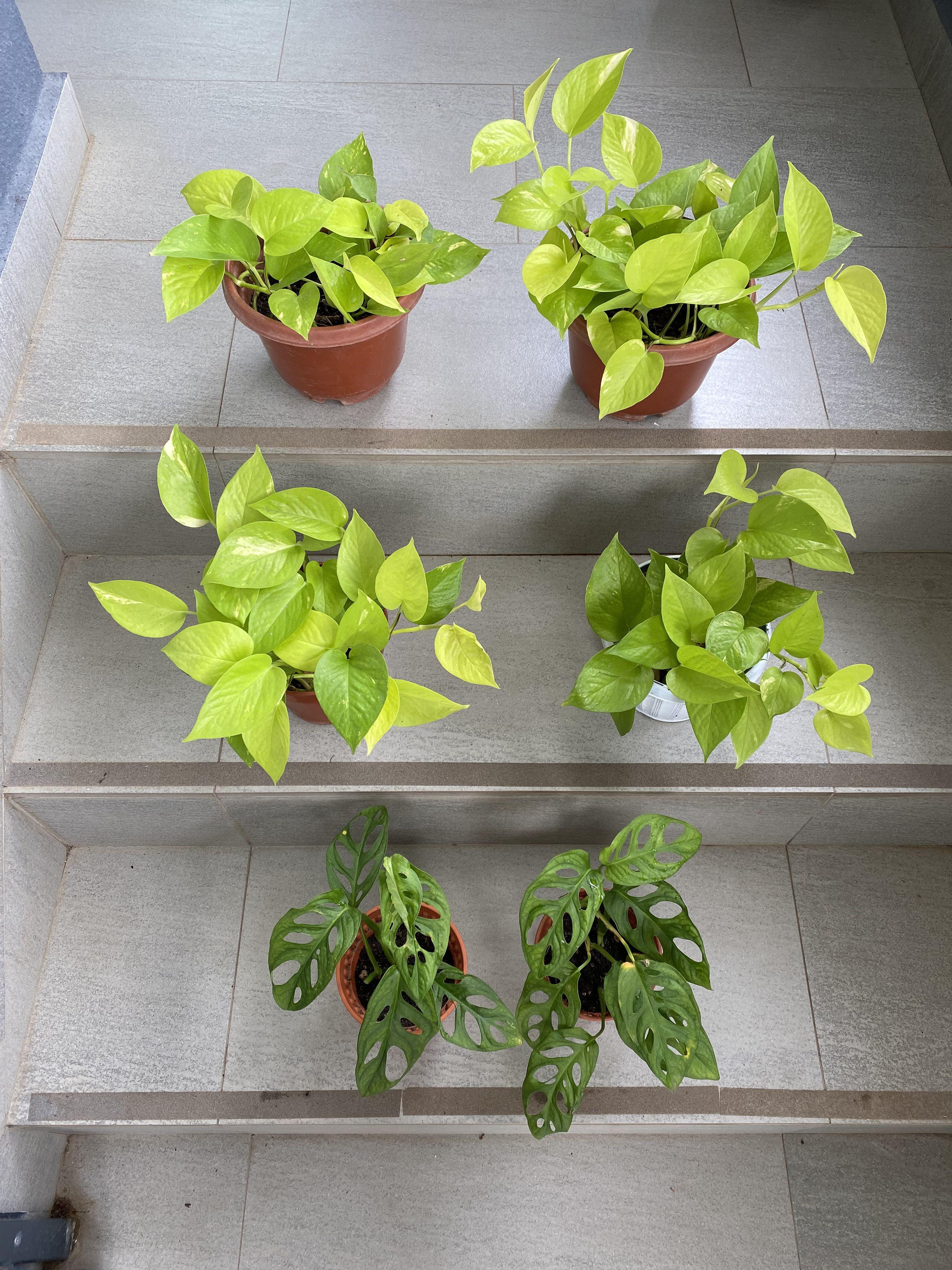 Pothos (Neon) / Monstera Adansonii (Swiss Cheese Plant), Furniture