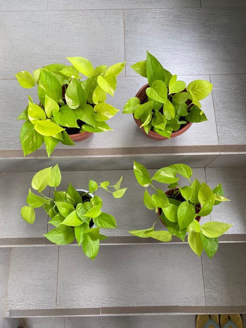 Pothos (Neon) / Monstera Adansonii (Swiss Cheese Plant), Furniture