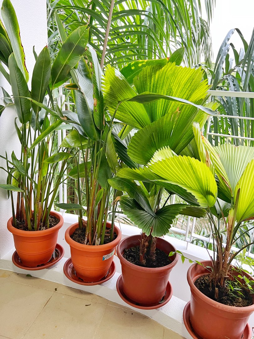 Premium plants for sale, Furniture & Home Living, Gardening, Plants
