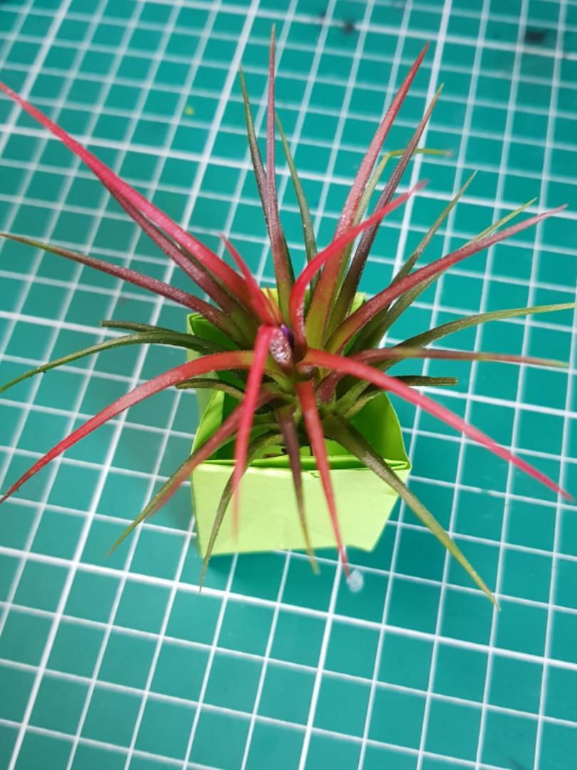 Blooming Tillandsia Ionantha Rubra Air Plants For Sale, Furniture