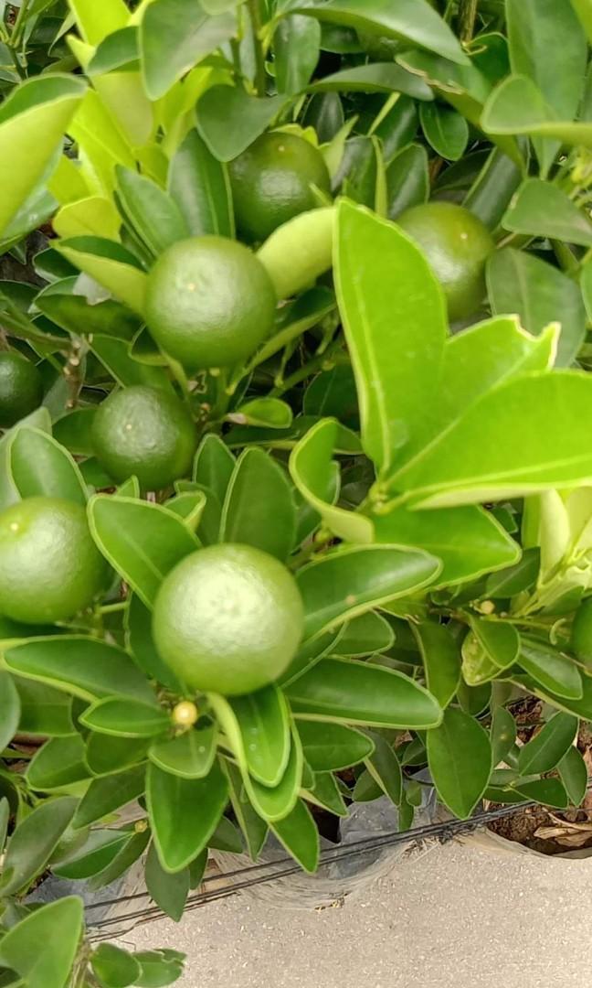 Calamansi may bunga (Category: Plants & Seeds) located in Makati City. Submitted by herbalplantsmarket (Listing ID 1186525921, Image 2). Description: Culinary/Medicinal plants for sale 🙂 Available herbs as of today 🙂 Aloe Vera big Php 250.00 Blue Butterfly pea Php 150.00 Calamansi 250.00 Celery 120.00 Cilantro 100.00 Curry tree 300.00 Damong Maria (Mugwort) 100.00 Dill 150.00 Curly Parsley 100.00 Holy Basil 100.00 Lagundi Php 150.00 Peppermint 
