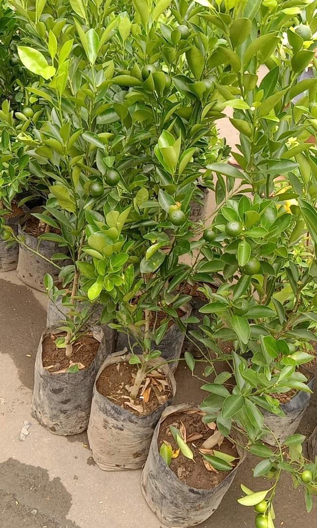 Calamansi may bunga (Category: Plants & Seeds) located in Makati City. Submitted by herbalplantsmarket (Listing ID 1186525921, Image 3). Description: Culinary/Medicinal plants for sale 🙂 Available herbs as of today 🙂 Aloe Vera big Php 250.00 Blue Butterfly pea Php 150.00 Calamansi 250.00 Celery 120.00 Cilantro 100.00 Curry tree 300.00 Damong Maria (Mugwort) 100.00 Dill 150.00 Curly Parsley 100.00 Holy Basil 100.00 Lagundi Php 150.00 Peppermint 