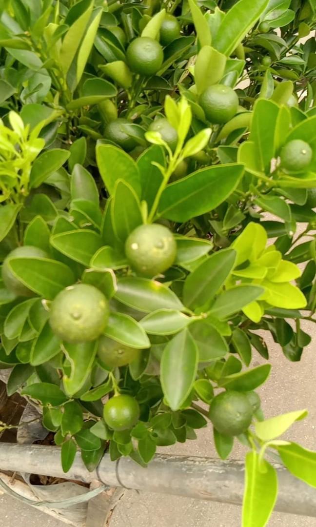 Calamansi may bunga (Category: Plants & Seeds) located in Makati City. Submitted by herbalplantsmarket (Listing ID 1186525921, Image 1). Description: Culinary/Medicinal plants for sale 🙂 Available herbs as of today 🙂 Aloe Vera big Php 250.00 Blue Butterfly pea Php 150.00 Calamansi 250.00 Celery 120.00 Cilantro 100.00 Curry tree 300.00 Damong Maria (Mugwort) 100.00 Dill 150.00 Curly Parsley 100.00 Holy Basil 100.00 Lagundi Php 150.00 Peppermint 
