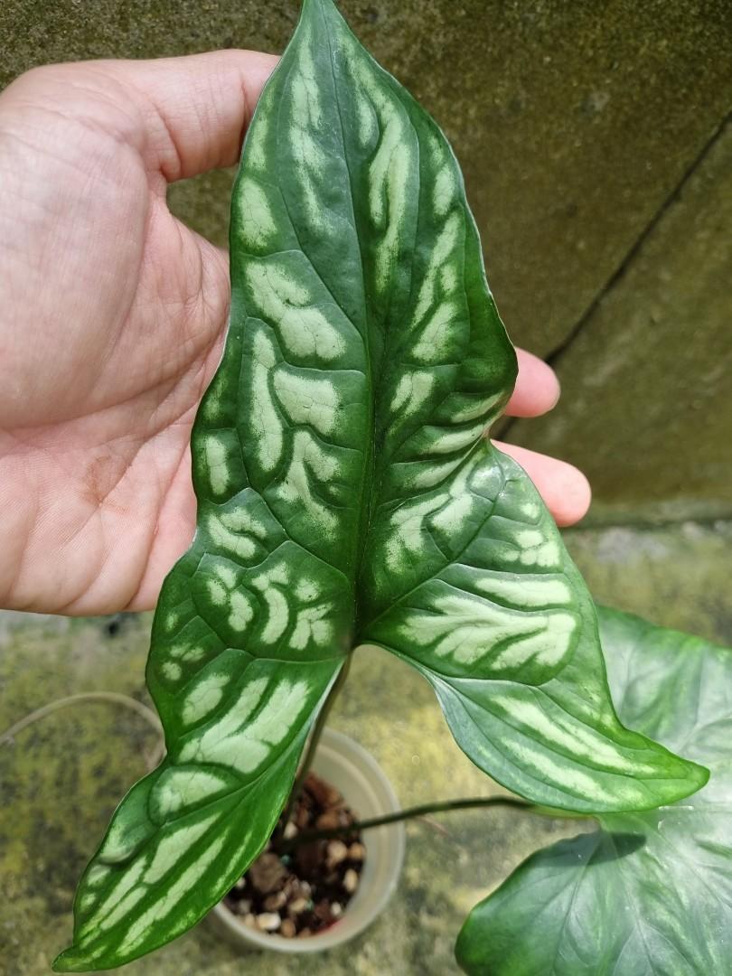 Cercestis Mirabilis Furniture Home Living Gardening Plants Seeds 