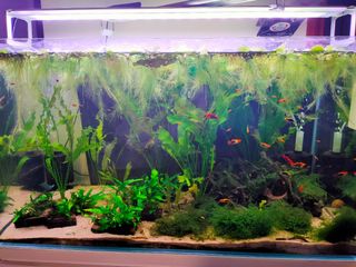 (Category: ) located in . Submitted by dr4conous (Listing ID 1186592452, Image 1). Description: .