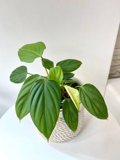 （分類：）位於 。 由 TheCityGreenery 提交（商品編號 1186537208，圖片 1）。簡介： 。