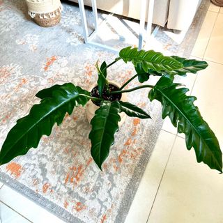 （分類：）位於 。 由 TheCityGreenery 提交（商品編號 1186581259，圖片 1）。簡介： 。