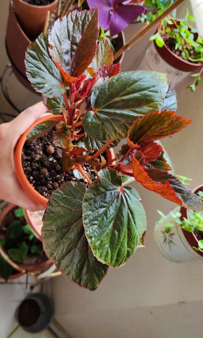 Red Begonia Benigo in pot, Furniture & Home Living, Gardening, Plants &  Seeds on Carousell