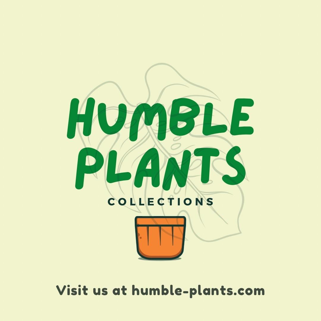 root-growth-booster-fertiliser-for-aroids-general-houseplants