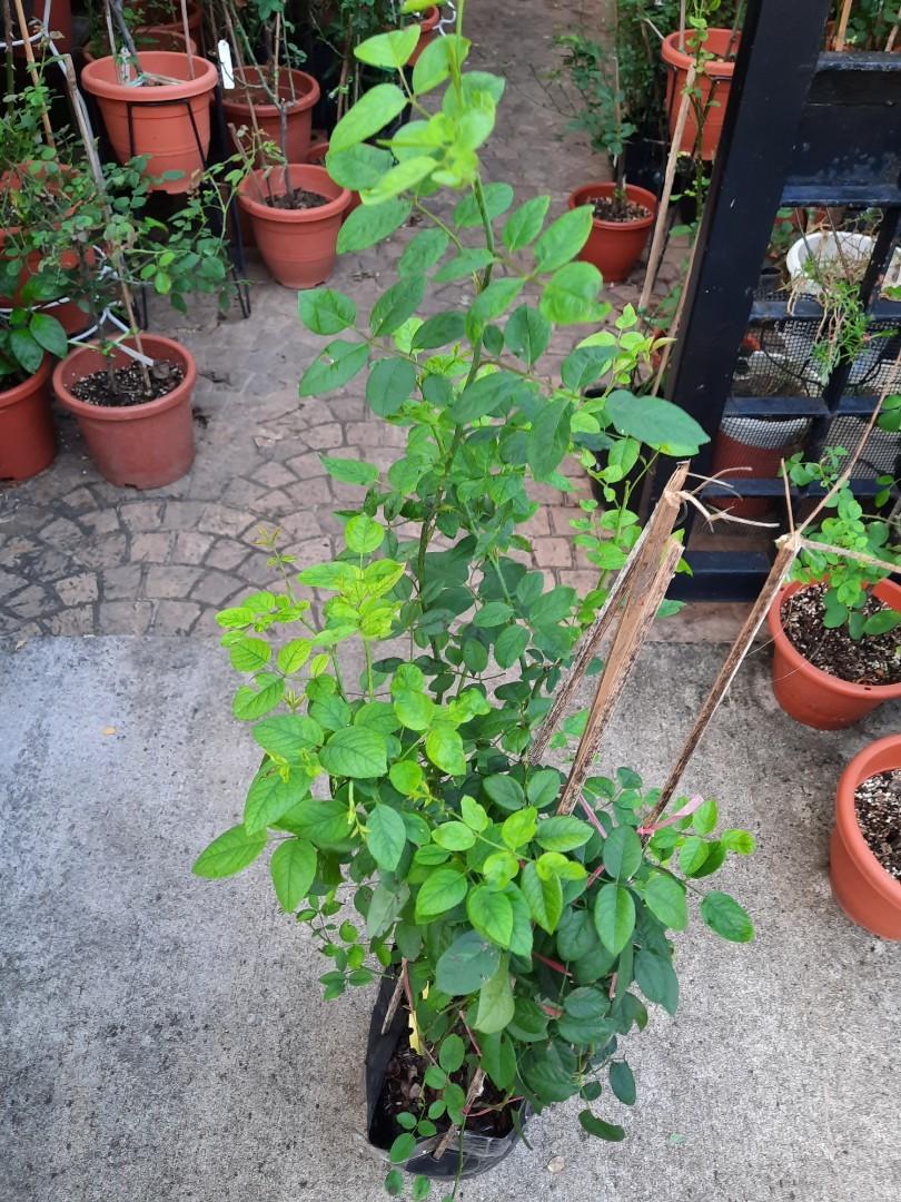 Spirit of freedom, Furniture & Home Living, Gardening, Plants & Seeds