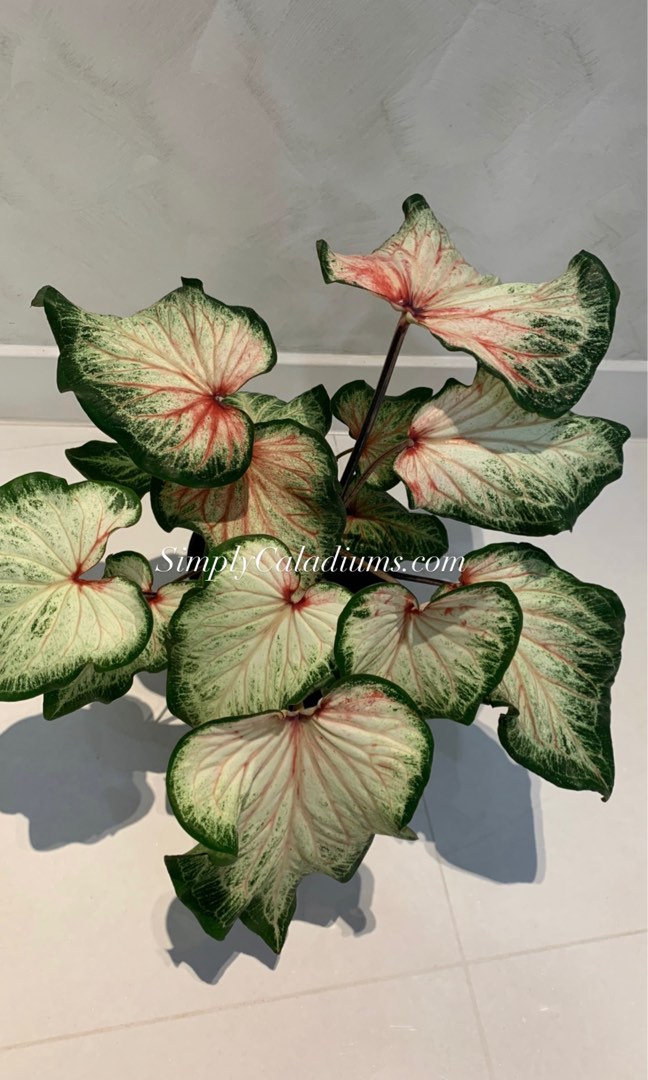 USA caladium bulbs Bold n Beautiful, Furniture & Home Living, Gardening