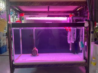 (Category: ) located in . Submitted by adax43 (Listing ID 1186760764, Image 1). Description: .