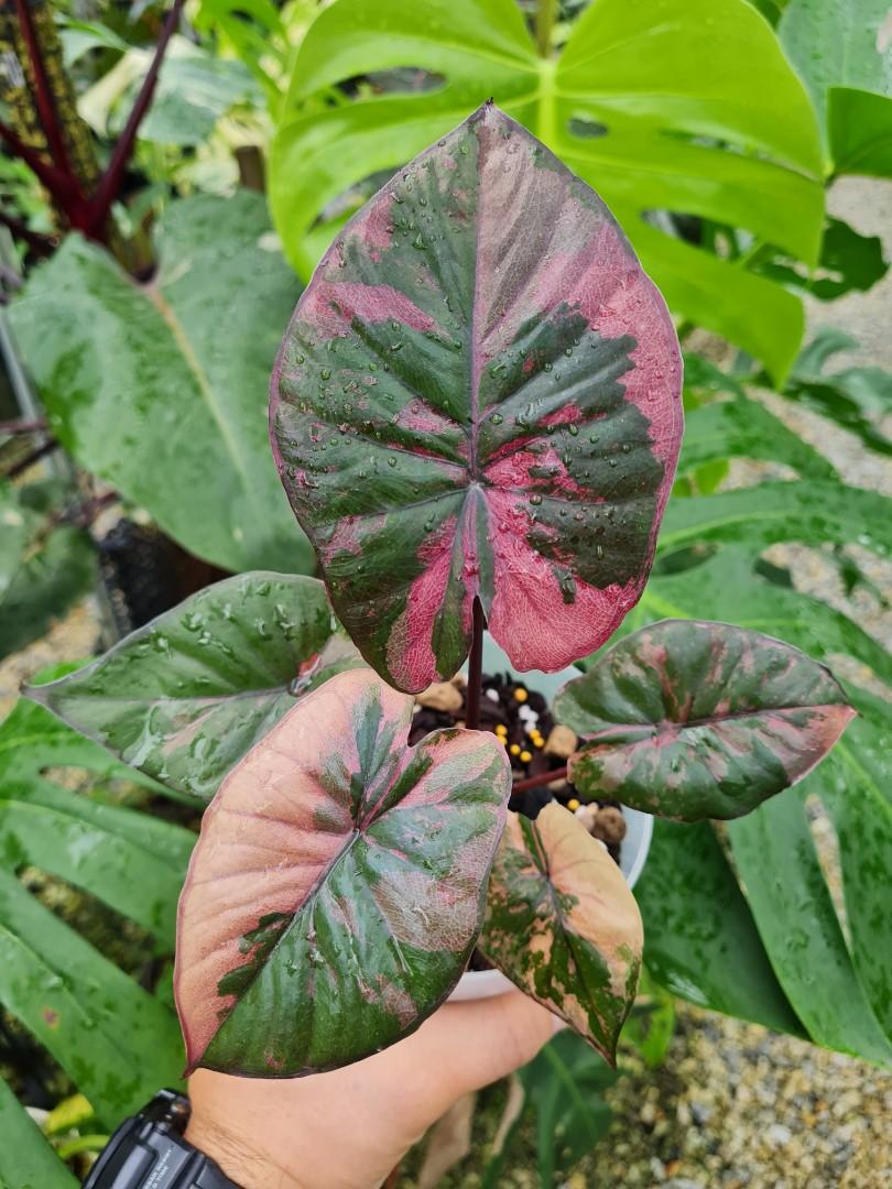 Alocasia Serendipity Variegated, Furniture & Home Living, Gardening