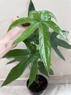 (Category: ) located in . Submitted by houseplantsale (Listing ID 1186792795, Image 1). Description: .