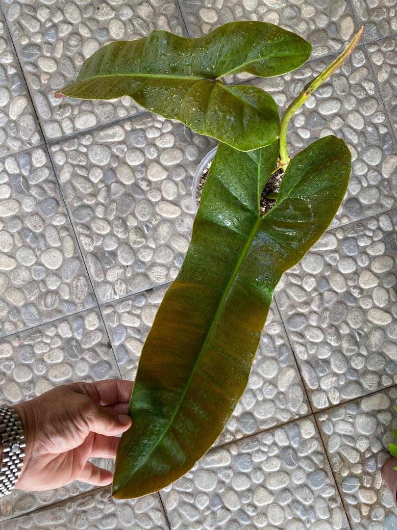 Atabapoense Philodendron (large leaves) (Category: Plants & Seeds) located in Quezon City. Submitted by planthappy (Listing ID 1186808241, Image 2). Description: Atabapoense w/ large leaves. Top cut with leaf unfolding soon..