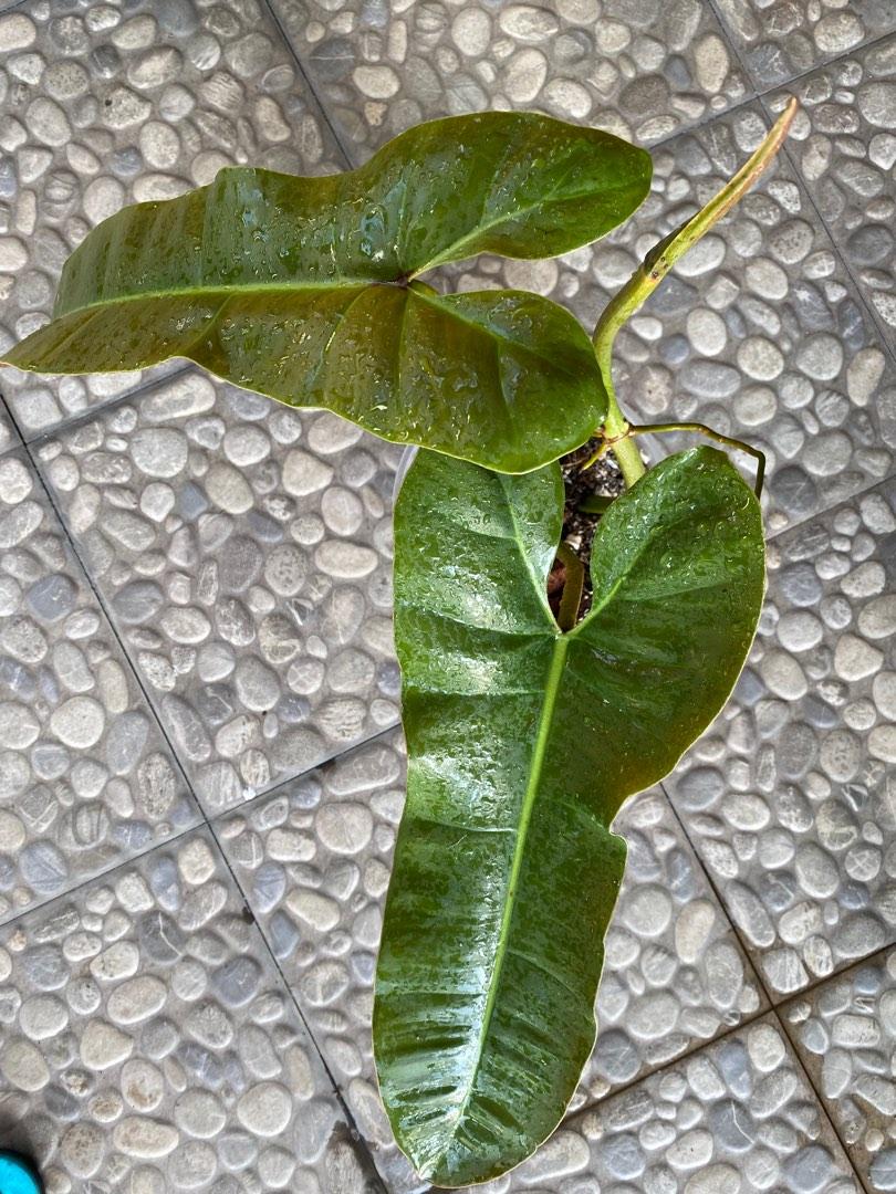 Atabapoense Philodendron (large leaves) (Category: Plants & Seeds) located in Quezon City. Submitted by planthappy (Listing ID 1186808241, Image 1). Description: Atabapoense w/ large leaves. Top cut with leaf unfolding soon..
