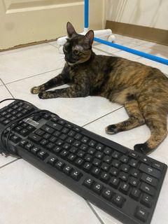 HP惠普電競鍵盤
