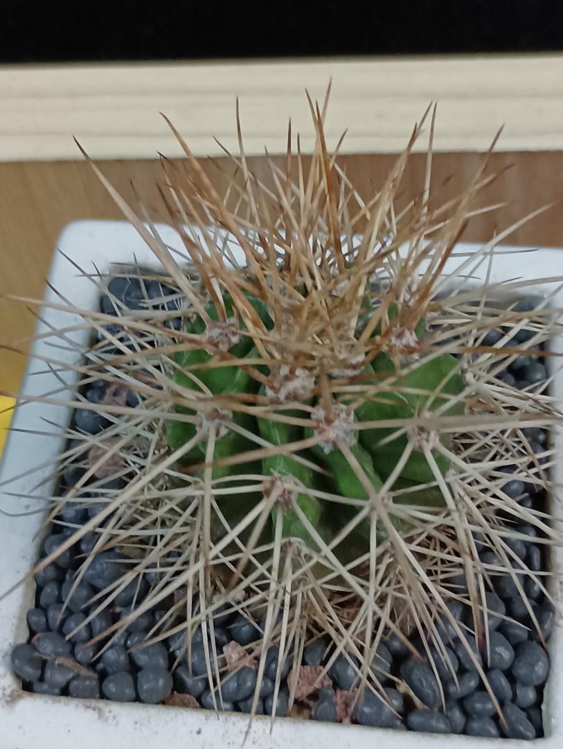 桃雲melocactus Ernestii 別名虹雲 豪槍雲 長槍雲花座球屬原產巴西東北部的巴伊亞州同米納斯州 傢俬 家居 園藝 植物及種子 桃雲melocactus Ernestii 別名虹雲 豪槍雲 長槍雲花座球屬原產巴西東北部的巴伊亞州同米納斯州 傢俬 家居 園藝 植物及種子