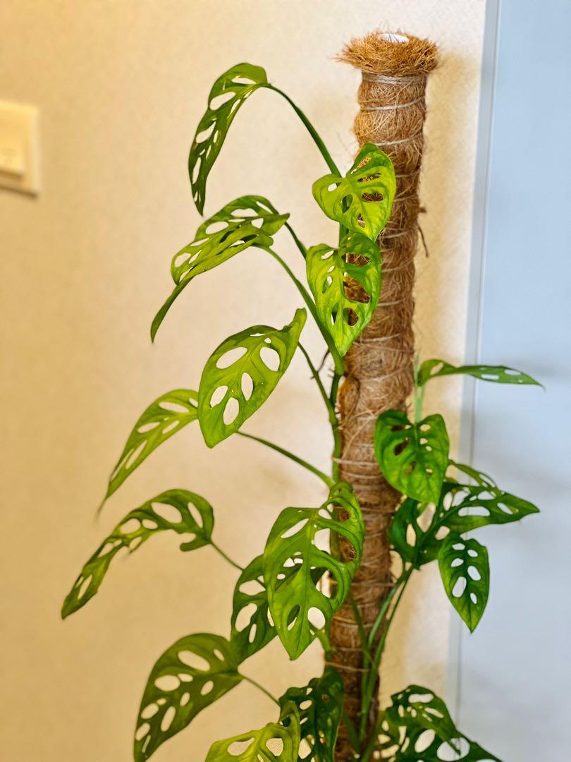 Monstera Adansonii( Swiss cheese plant) 1.5meter with natural coir extendable poles, Furniture