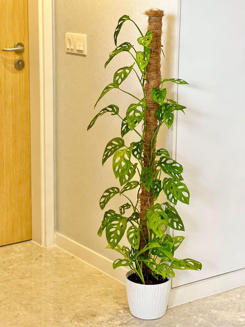 Monstera Adansonii( Swiss cheese plant) 1.5meter with natural coir extendable poles, Furniture