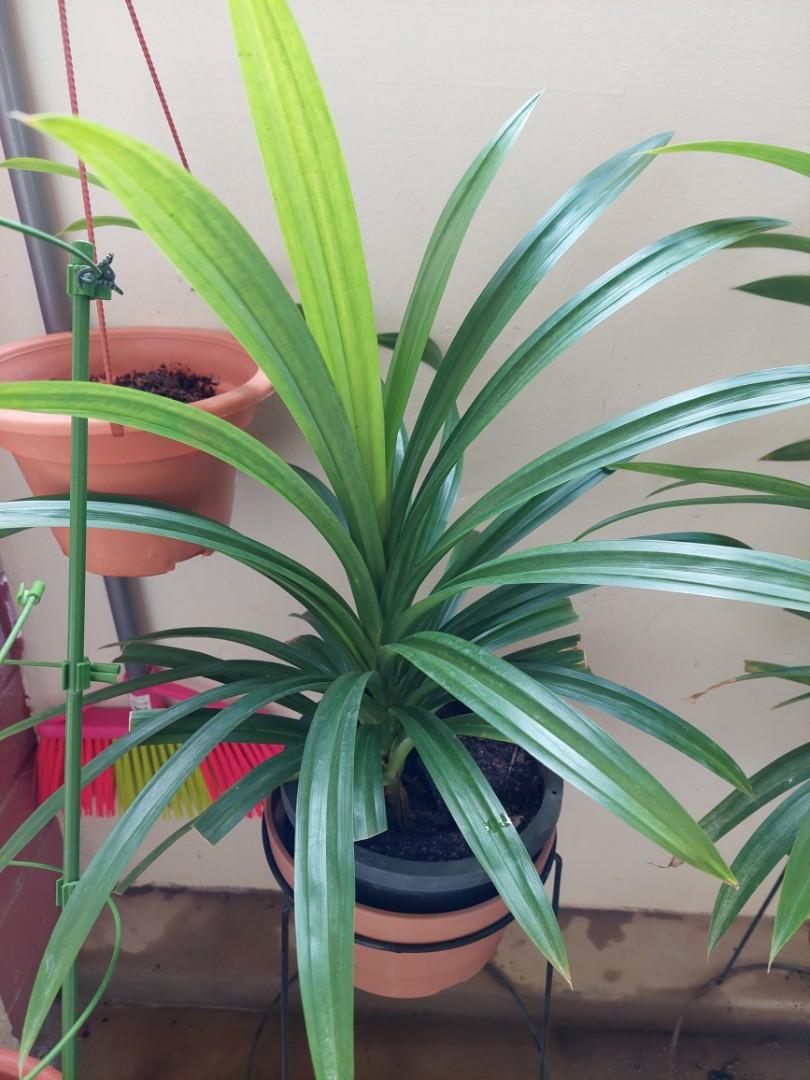 Pandan plant, Furniture & Home Living, Gardening, Plants & Seeds on
