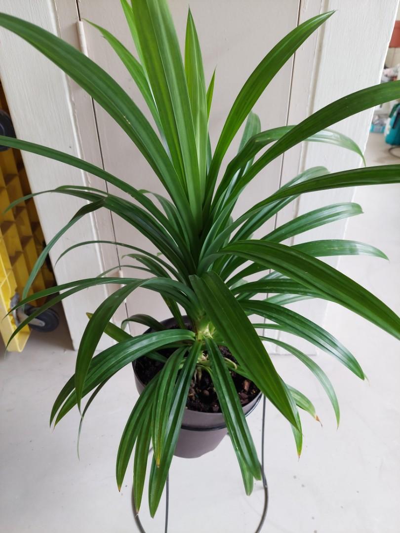 Pandan plant, Furniture & Home Living, Gardening, Plants & Seeds on