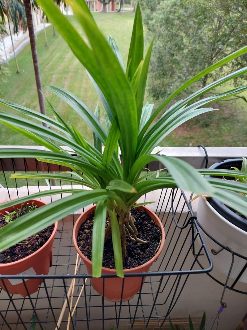 Pandan plant, Furniture & Home Living, Gardening, Plants & Seeds on