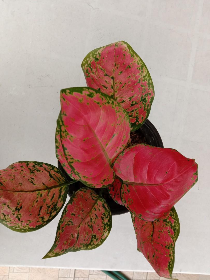 Red Ruji Aglaonema, Furniture & Home Living, Gardening, Plants & Seeds ...
