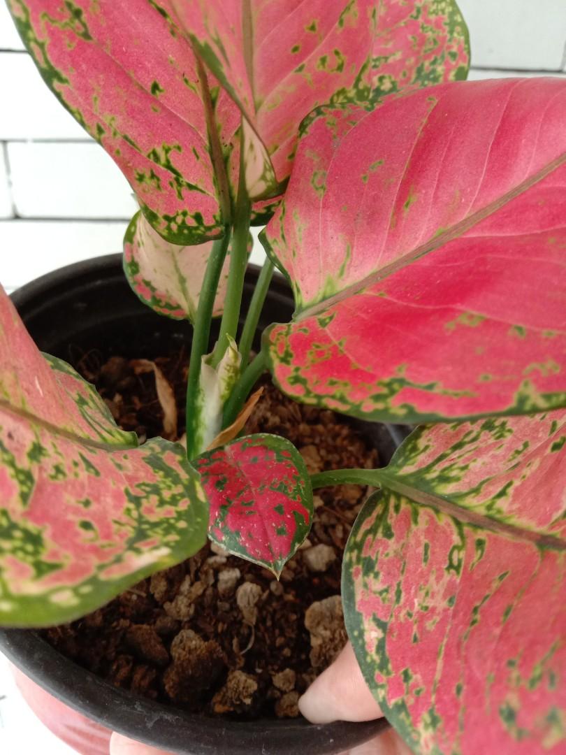 Red Ruji Aglaonema, Furniture & Home Living, Gardening, Plants & Seeds ...