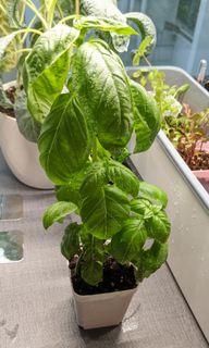 (Category: ) located in . Submitted by mintnherbs (Listing ID 1186769572, Image 1). Description: .