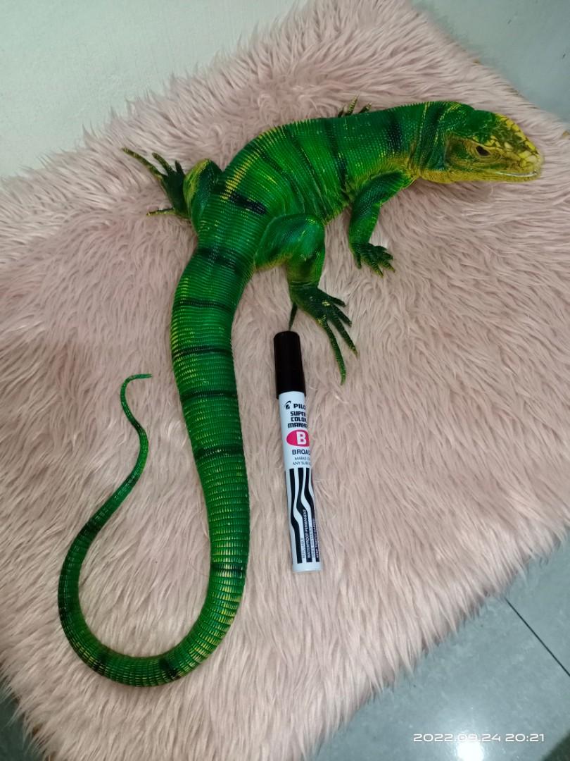 Tegu lizard green realistic pvc, Hobbies & Toys, Toys & Games on Carousell