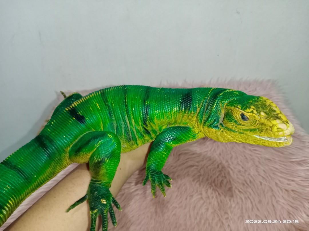 Tegu lizard green realistic pvc, Hobbies & Toys, Toys & Games on Carousell