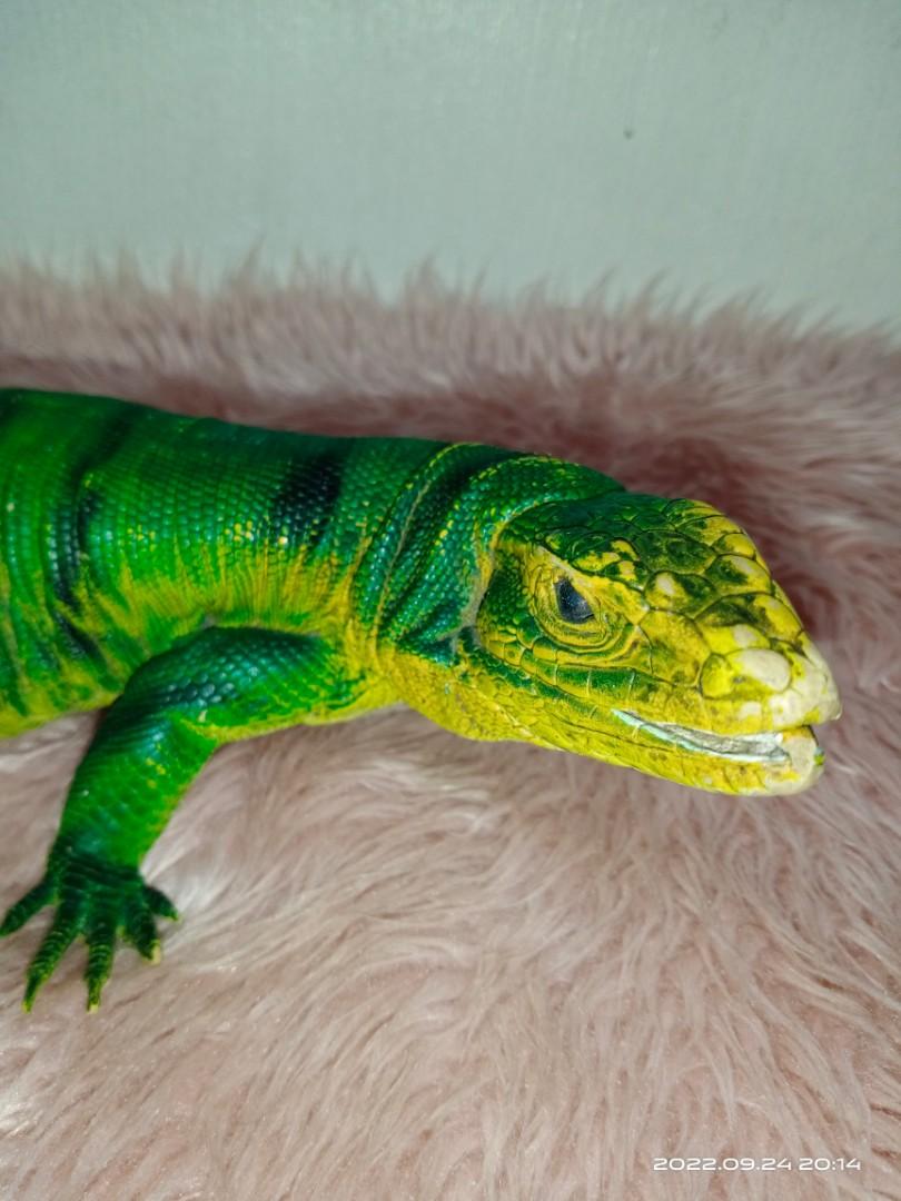 Tegu lizard green realistic pvc, Hobbies & Toys, Toys & Games on Carousell