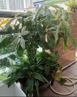 （分類：）位於 。 由 humix 提交（商品編號 1187014644，圖片 1）。簡介： 。
