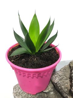 (Category: ) located in . Submitted by everlasting_sg (Listing ID 1045504930, Image 1). Description: .
